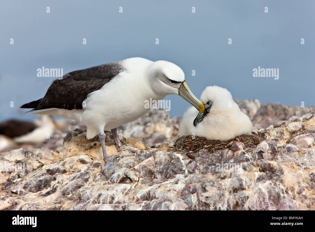 Schüchterner Albatros Thalassarche Cauta neigende Küken Stockfoto