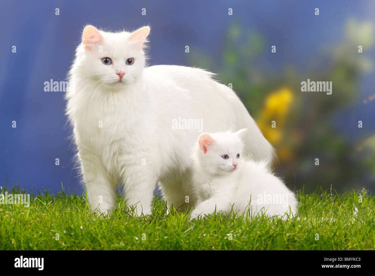 Sibirische Waldkatze, weiß, mit Kätzchen, 7 Wochen / Sibirische Katze,  Sibirien Stockfotografie - Alamy