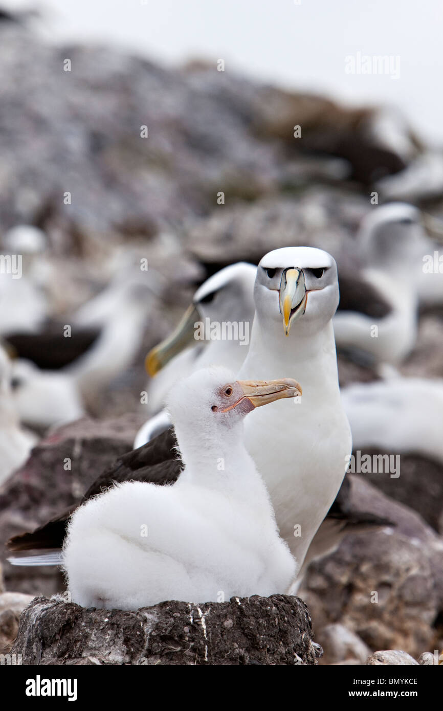 Schüchterner Albatros Albino Küken Thalassarche cauta Stockfoto