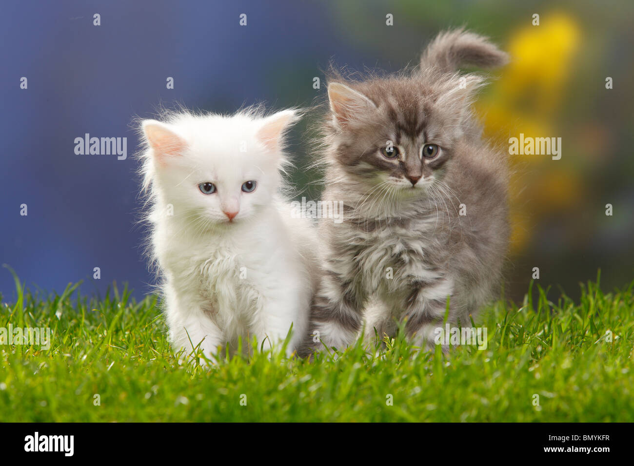 Sibirische Waldkatzen, Kitten, 7 Wochen, weiß und Blau-Silber-Tabby / Sibirische  Katze, Sibirien Stockfotografie - Alamy