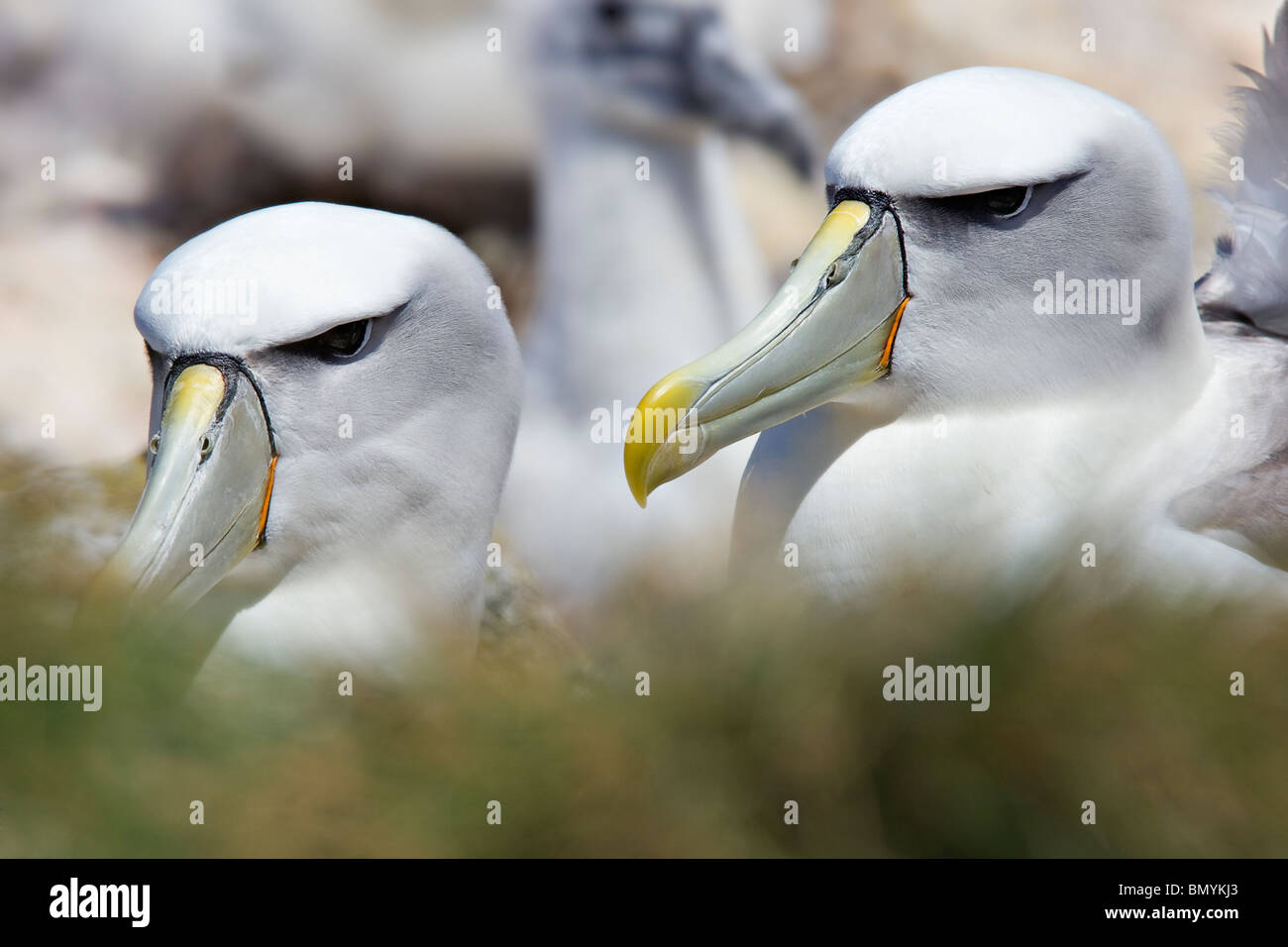 Schüchterner Albatros Thalassarche cauta Stockfoto