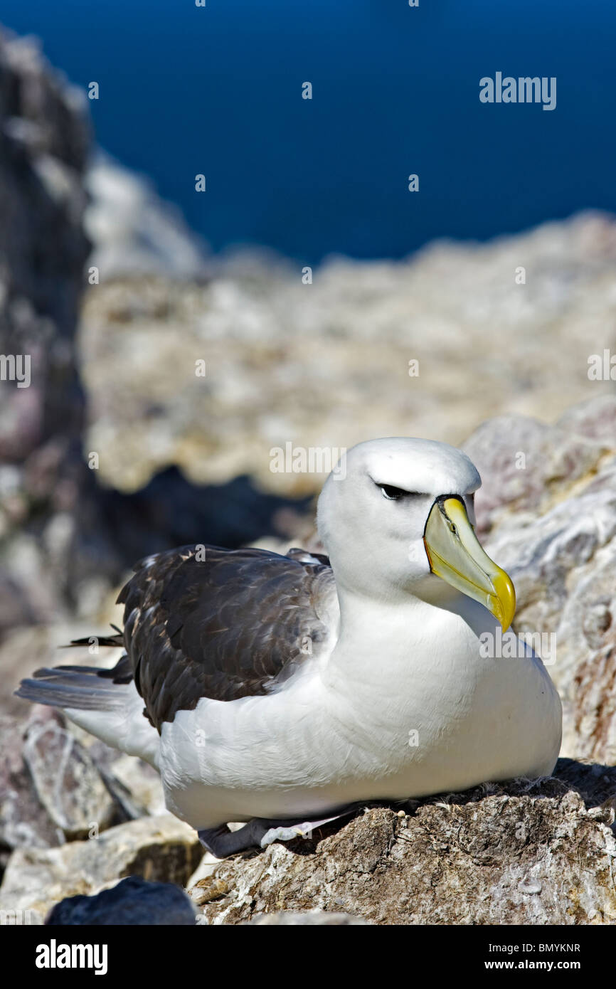Schüchterner Albatros Thalassarche Cauta sitzt auf nest Stockfoto