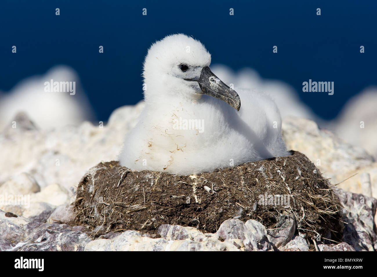 Schüchterner Albatros (Thalassarche Cauta) Küken sitzt auf Nest, die Eltern warten Stockfoto