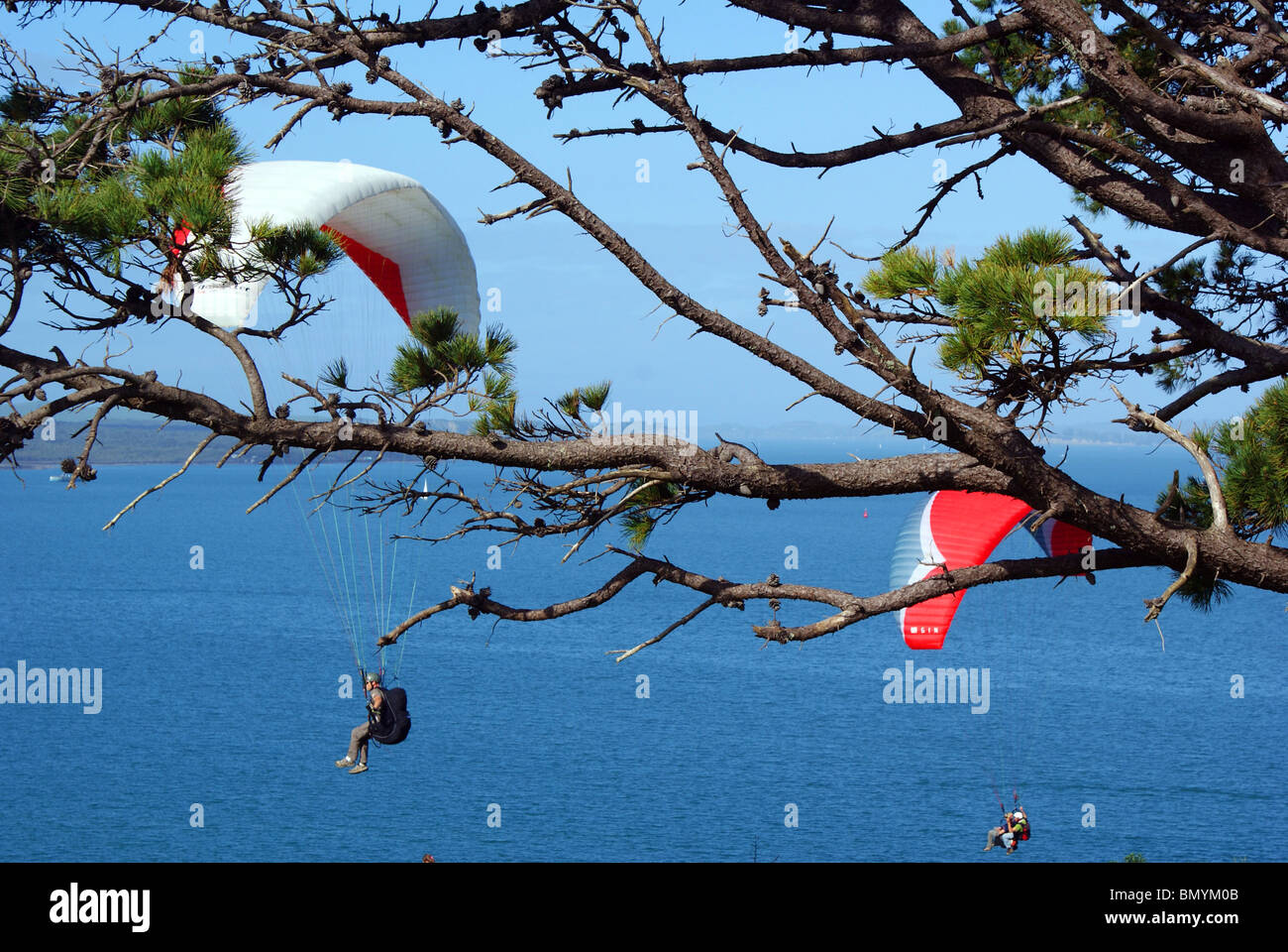 Gleitschirmflieger auf der Aucklands North Shore, Neuseeland. Stockfoto