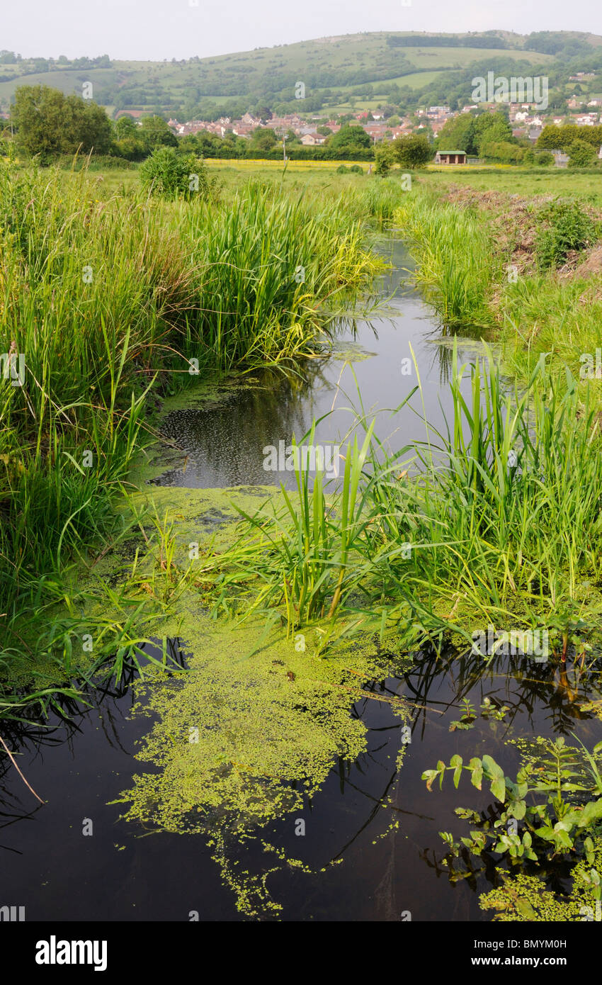 Entwässerungsgraben auf Draycott Moor, Somerset Levels, England, UK