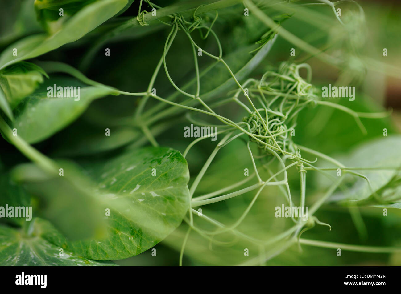 Erbse Pflanze ranken Stockfoto, Bild 30111951 Alamy