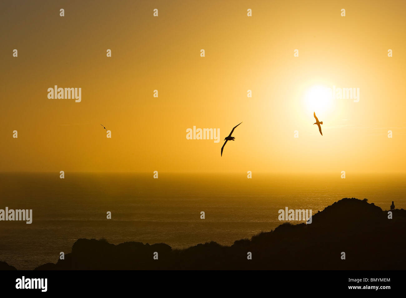 Schüchterner Albatros Thalassarche Cauta fliegen Vergangenheit im Sonnenuntergang Stockfoto