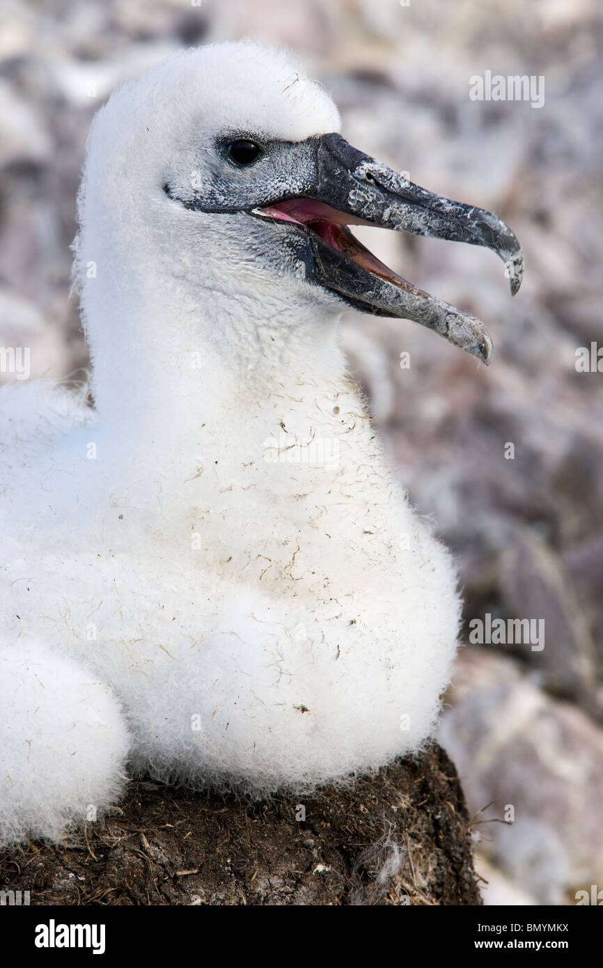 Schüchtern Sie Albatros (Thalassarche Cauta) Küken keuchend in der Hitze des Tages, als er wartet auf übergeordnete Vogel Stockfoto