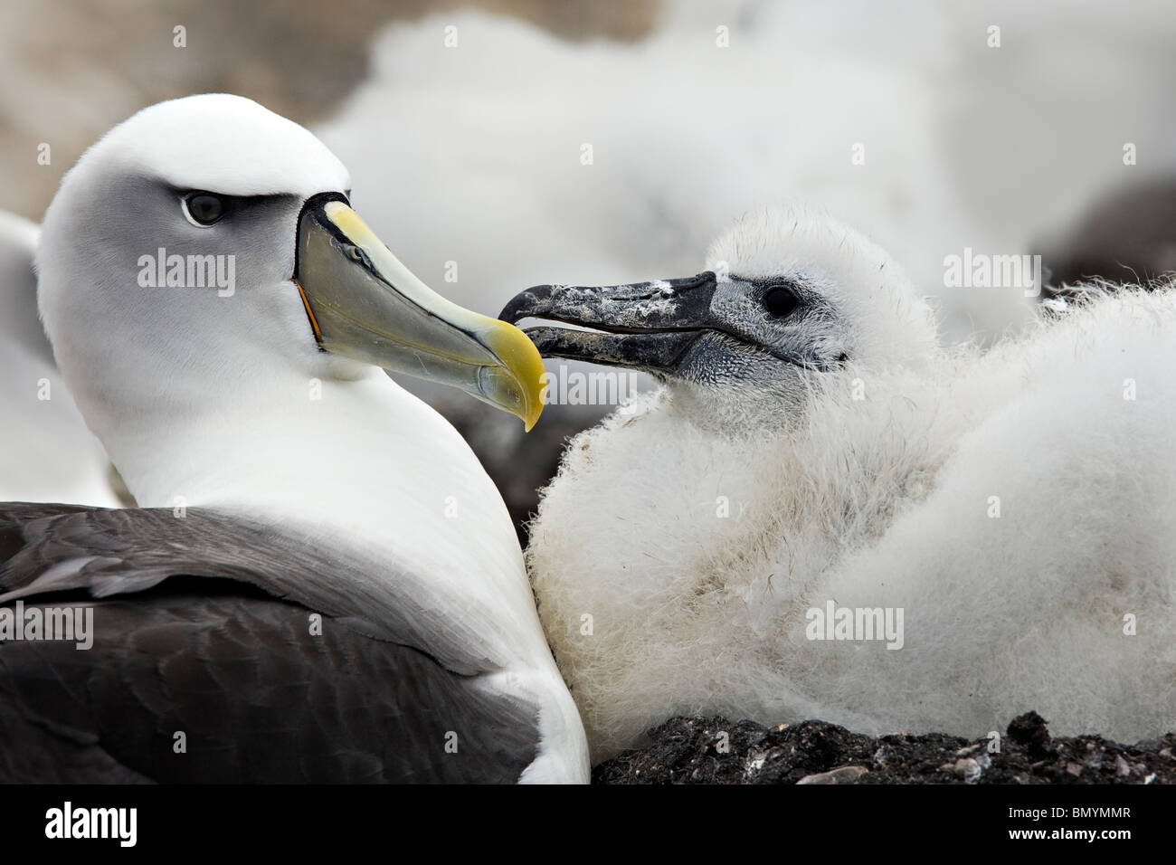 Schüchterner Albatros Thalassarche Cauta und Küken Stockfoto