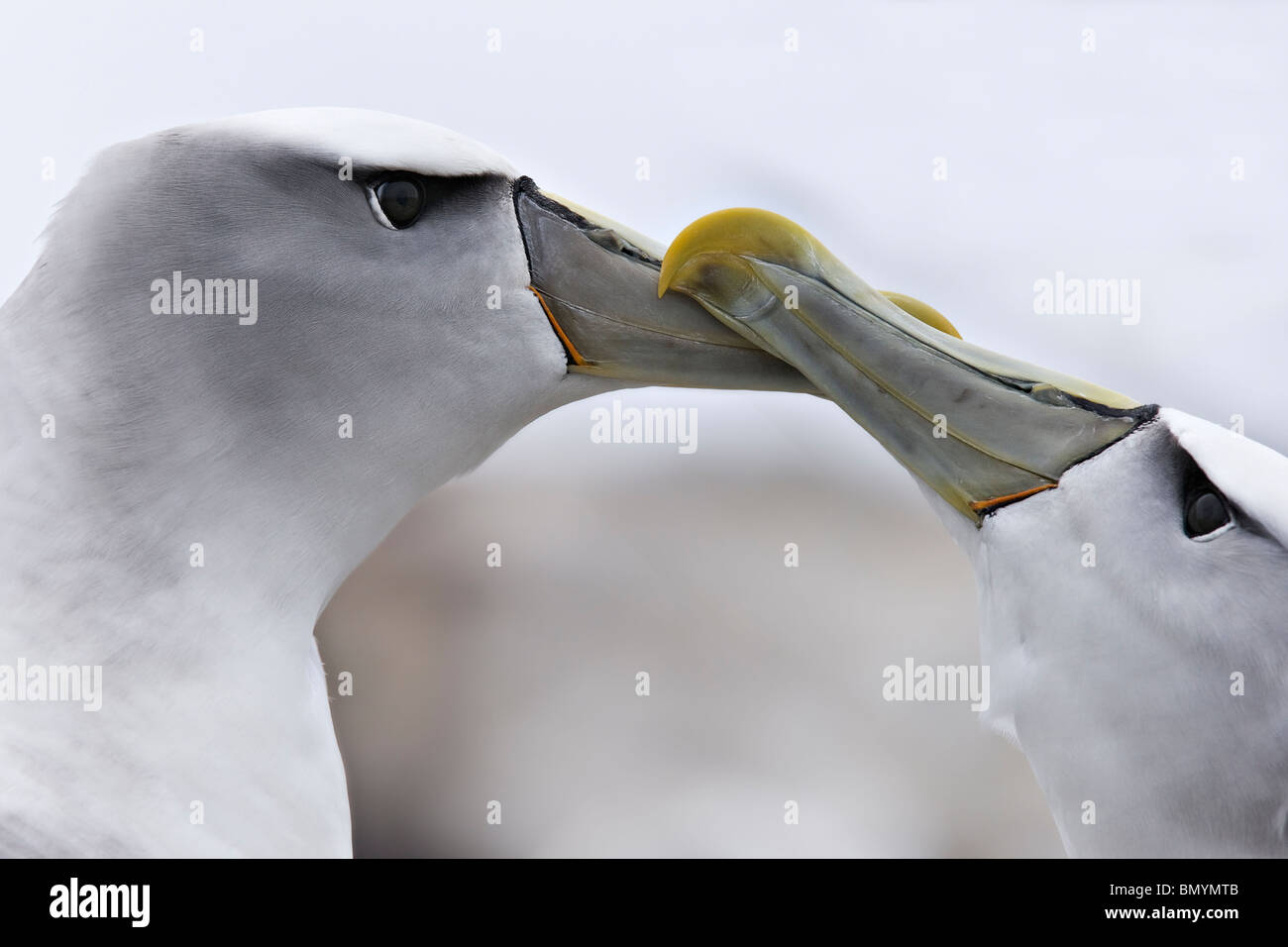 Schüchterner Albatros Thalassarche Cauta Schnabel Klack umt lebenslange Bindungen Stockfoto