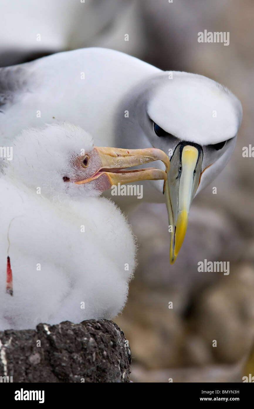 Schüchterner Albatros (Thalassarche Cauta) wacht über Albino Küken Stockfoto