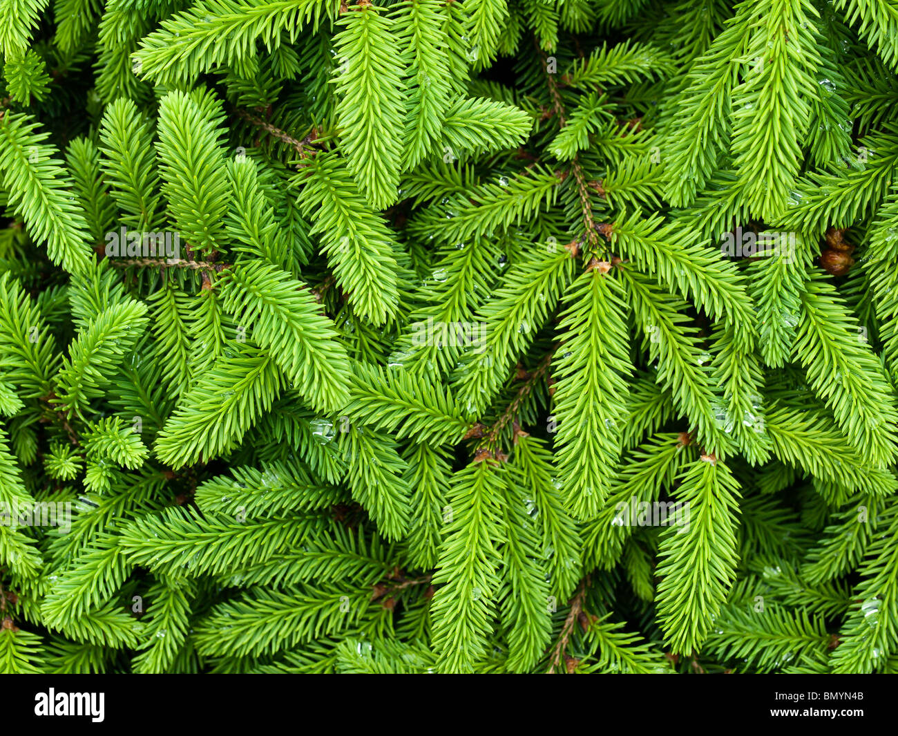 Botanischer Garten Prag (Troja) Stockfoto