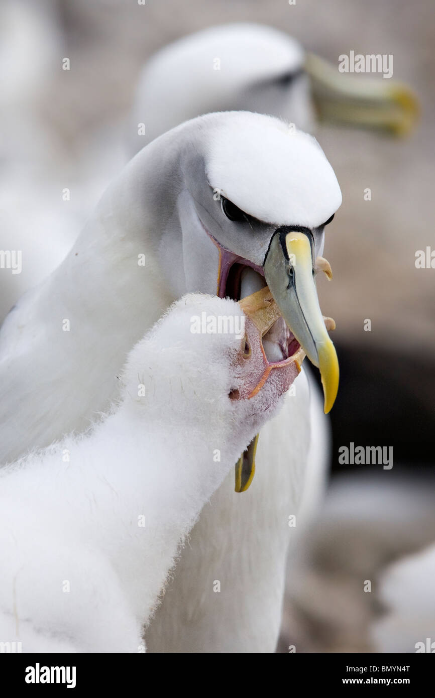 Schüchterner Albatros (Thalassarche Cauta) speist Albino Küken die Überreste der Pfeil Tintenfisch tagsüber gefangen Stockfoto