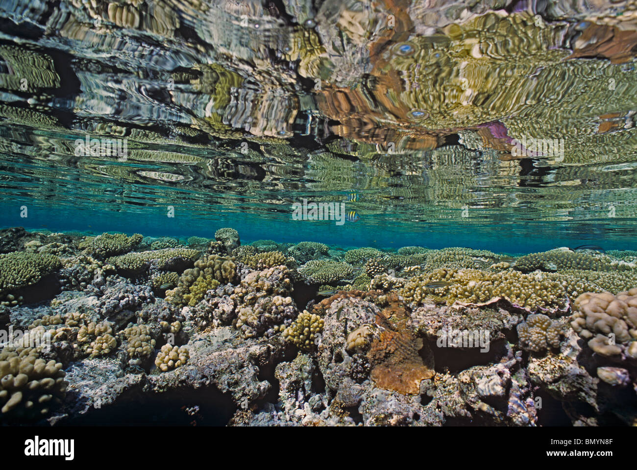Coral Reef Table - Rotes Meer, Ägypten Stockfoto