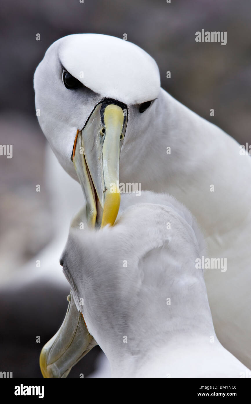 Schüchterner Albatros (Thalassarche Cauta) preens Mate auf Nährboden Stockfoto