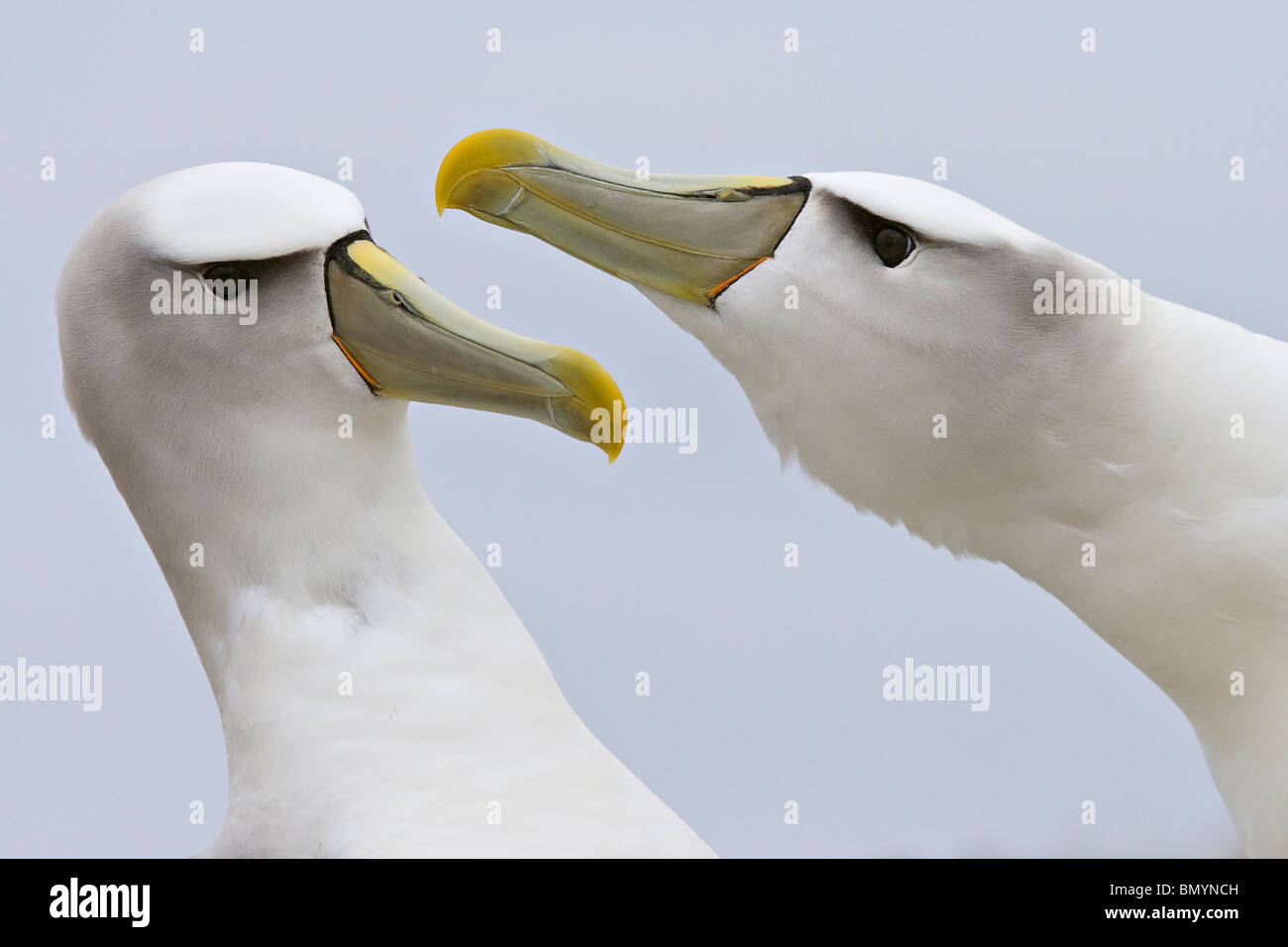 Schüchtern Sie Albatros (Thalassarche Cauta) Gericht Schnabel Klappern nach seiner Abwesenheit von einander Stockfoto