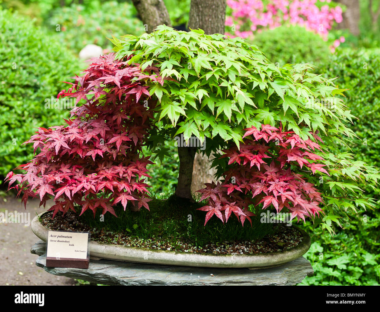 Botanischer Garten Prag (Troja) Stockfoto