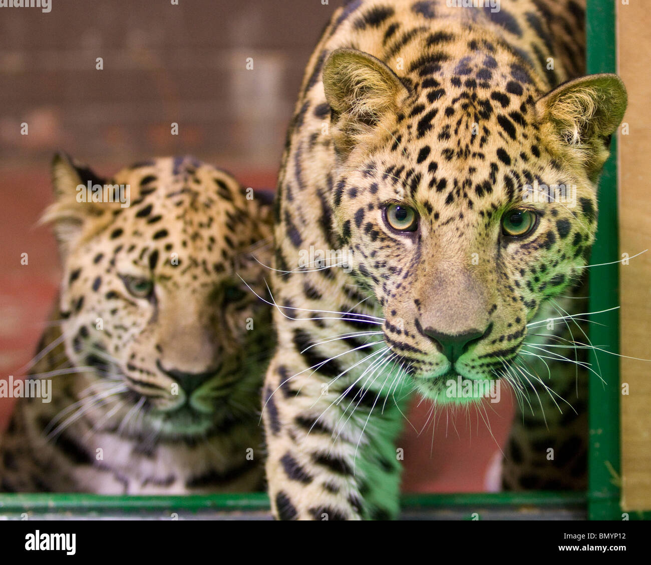 Männliche Amur Leopard Cubs Stockfoto