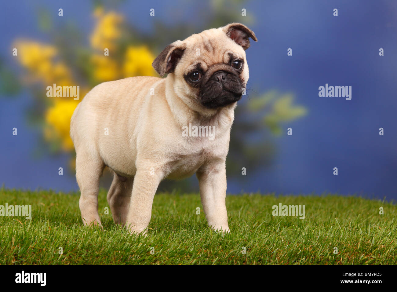 Mops Fotos und Bildmaterial in hoher Auflösung Alamy