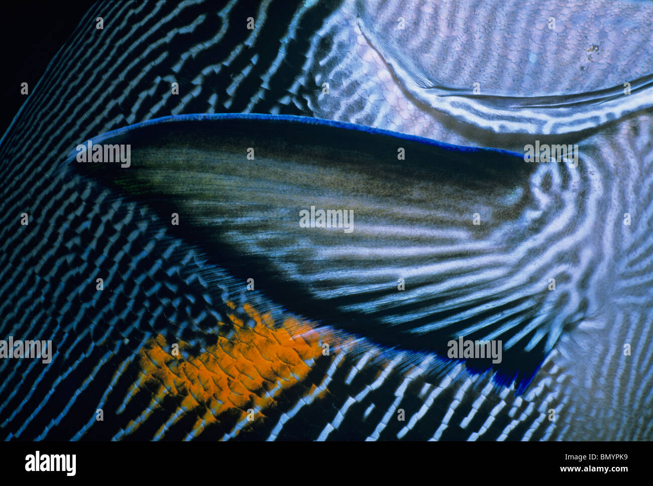 Doktoren-Doktorfisch (Acanthurus Doktoren) - Brustflosse. Ägypten - Rotes Meer Stockfoto