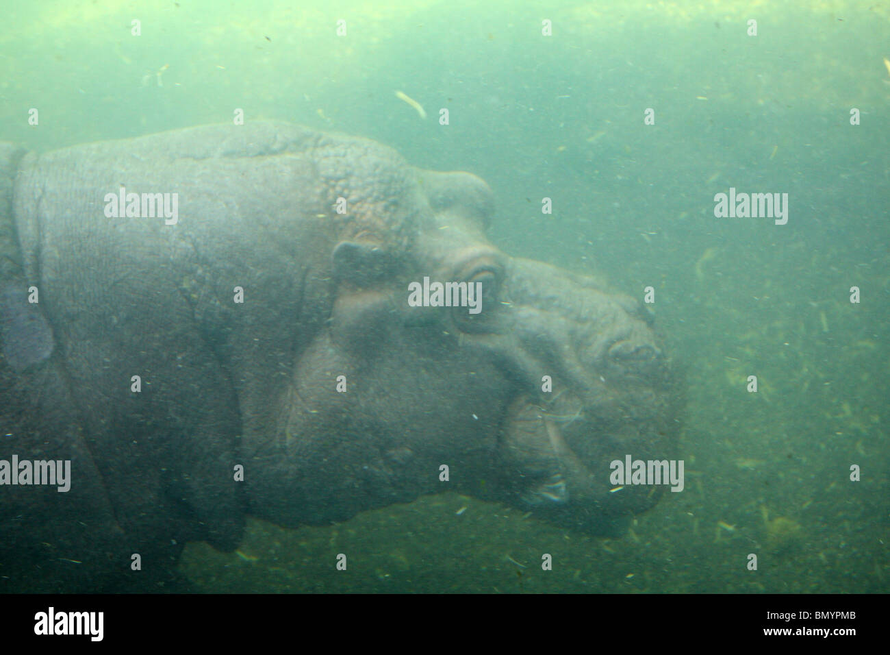 Unterwasser, Hippopotamus Amphibius Nilpferd Stockfoto