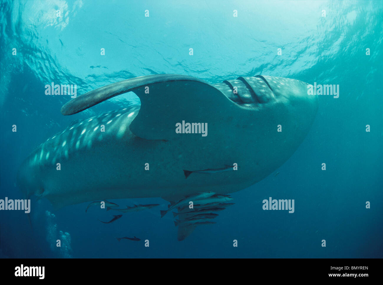 Whale Shark (Rhincodon Typus) mit symbiotischen Schiffshaltern, Ningaloo Reef, West-Australien - Indian Ocean. Stockfoto
