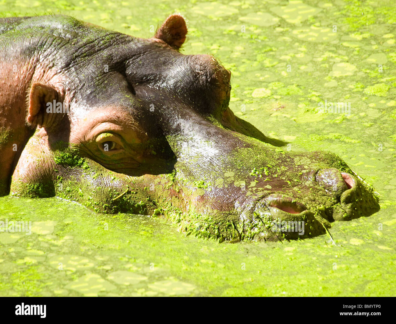 Das Nilpferd kommt aus dem moosigen Sumpf. Stockfoto