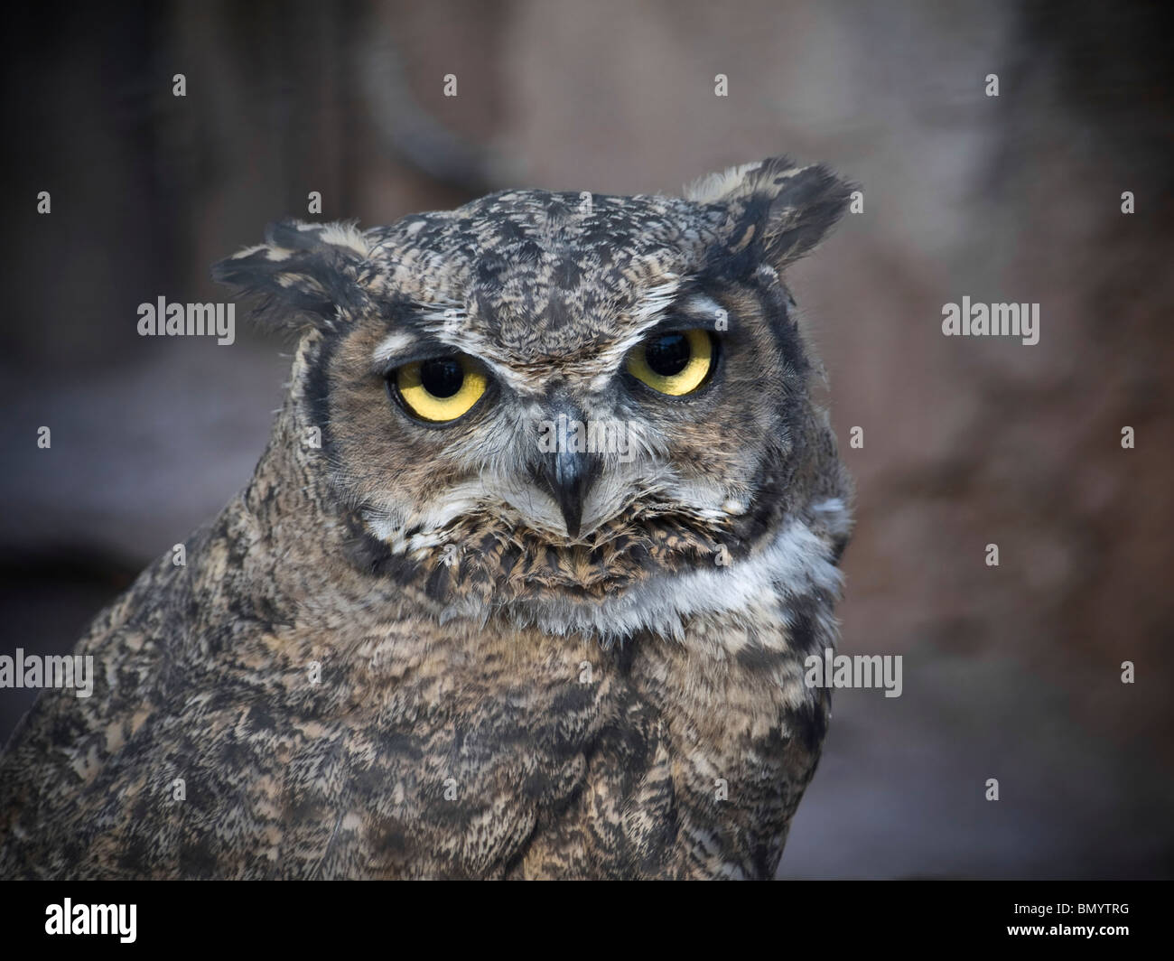 Die ruhigen Eule ist die Kamera starrt. Stockfoto