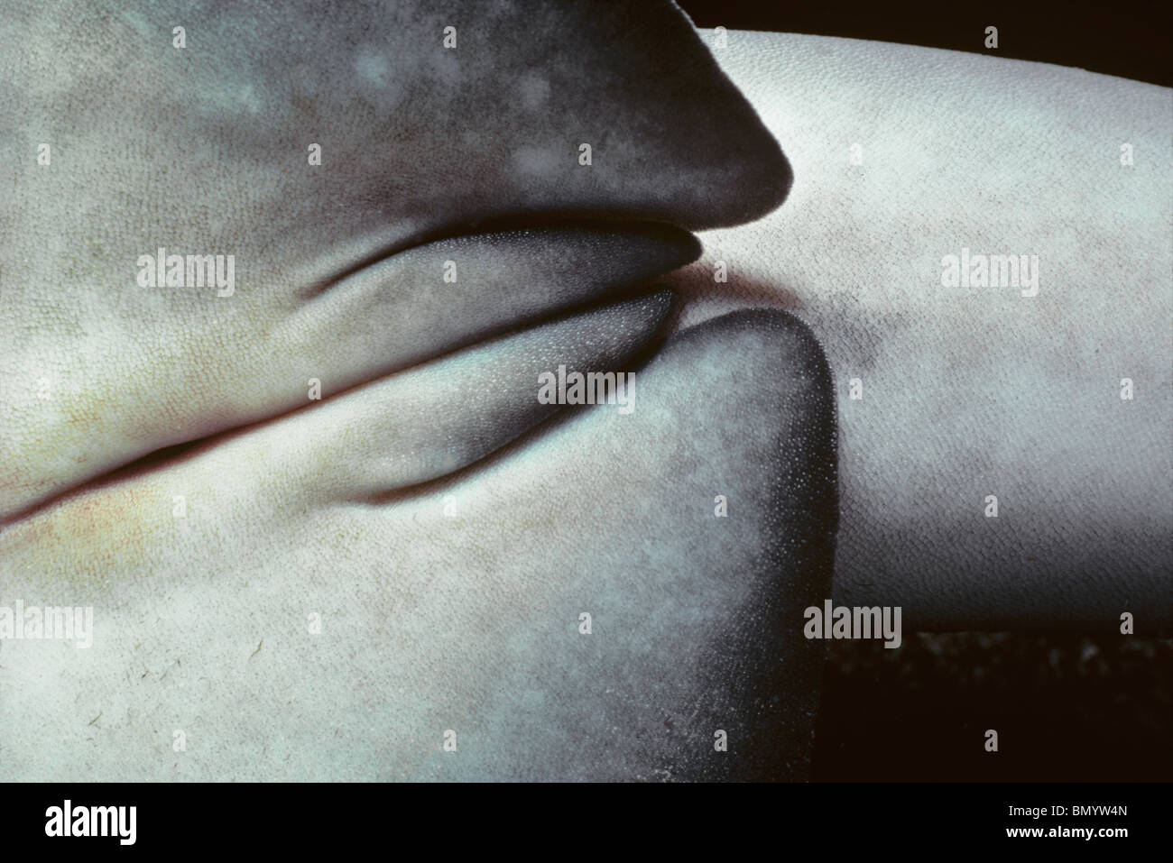 Klasper, männliche Fortpflanzungsorgane der Weißspitzen-Riffhai (Triaenodon Obesus), Cocos Island, Costa Rica - Pazifik. Stockfoto