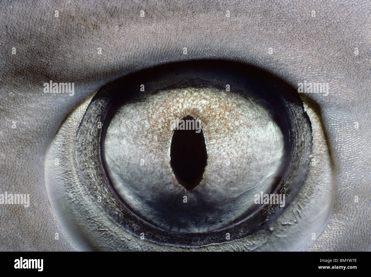 Auge des Weißspitzen-Riffhai (Triaenodon Obesus), Ägypten - Rotes Meer. Stockfoto