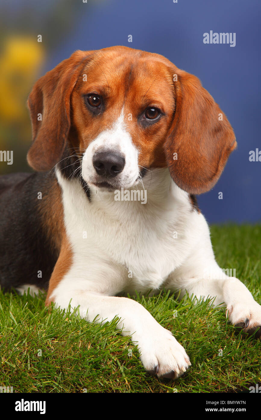 Beagle, Männlich, 11 Monate Stockfoto