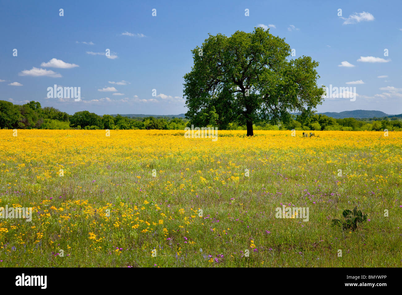 Eine Vielzahl von Wildblumen auf den Wiesen im Hügelland von Texas, USA. Stockfoto
