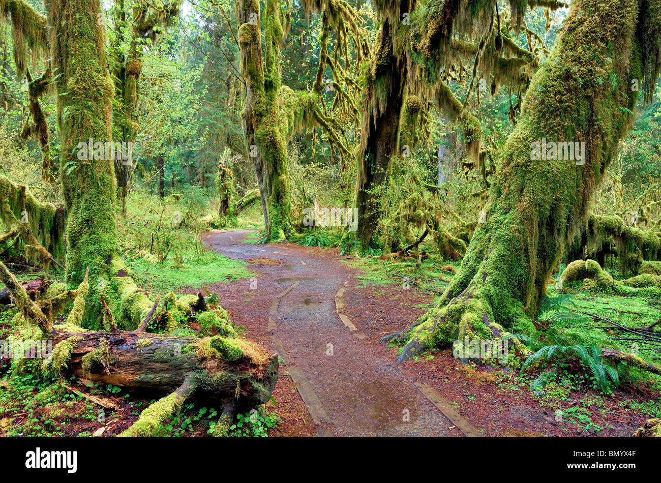 Pfad in Halle von Moosen. Hoh Regenwald. Olympic Nationalpark, Washington Stockfoto