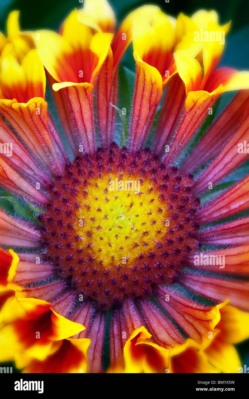 Nahaufnahme der Fanfare Decke Blume (Gaillardia "Fanfare"). Stockfoto