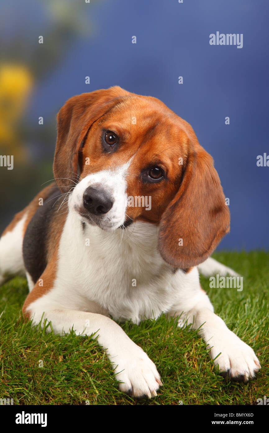 Beagle, Männlich, 11 Monate Stockfoto