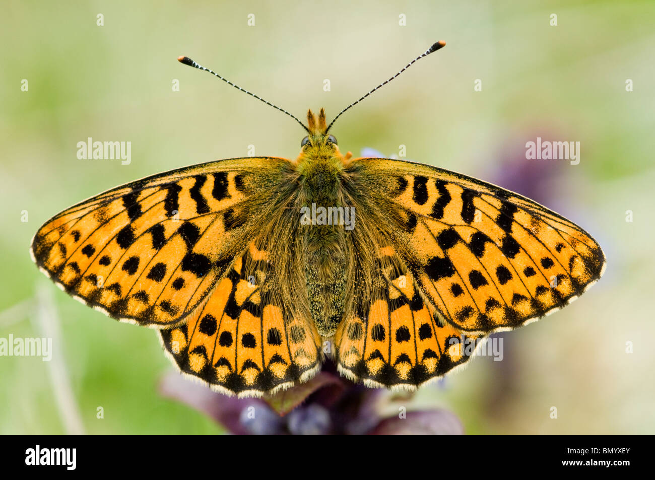 Pearl grenzt Fritillary butterfly Stockfoto