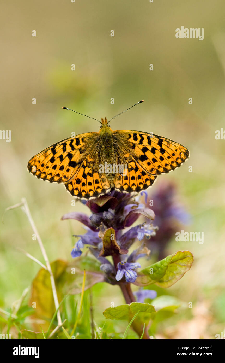 Pearl grenzt Fritillary butterfly Stockfoto
