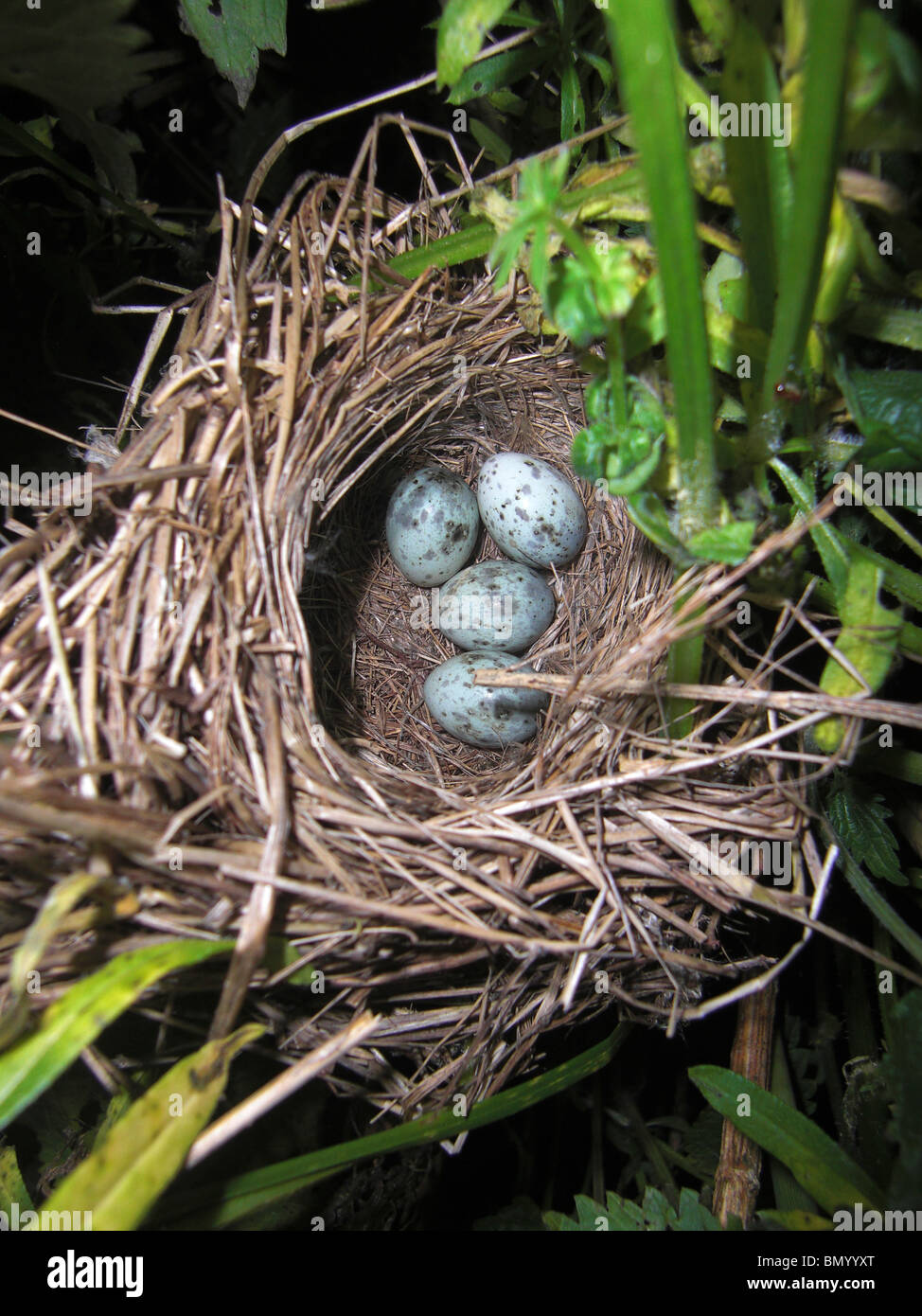 Marsh Warbler (Acrocephalus Palustris) nest mit 4 Eiern Stockfoto