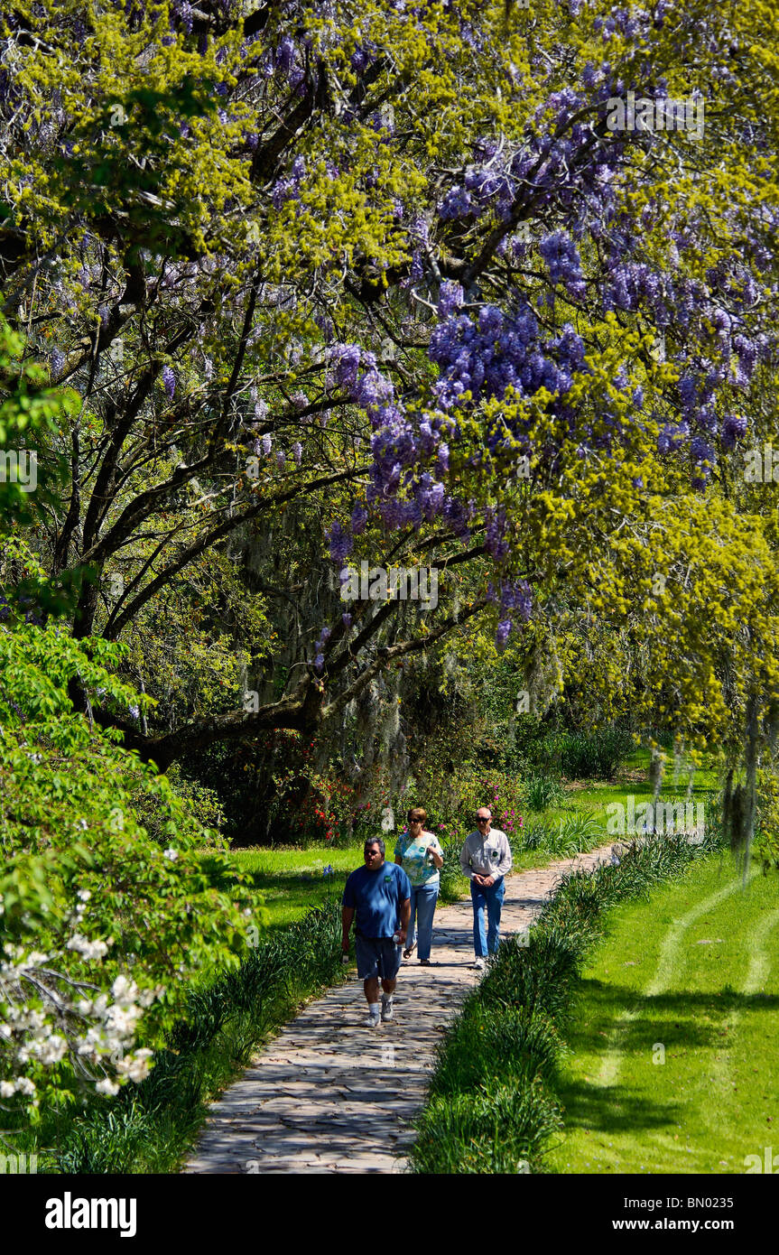 Touristen zu Fuß Weg unter blühenden Glyzinien Magnolia Plantation and Gardens in Charleston County, South Carolina Stockfoto