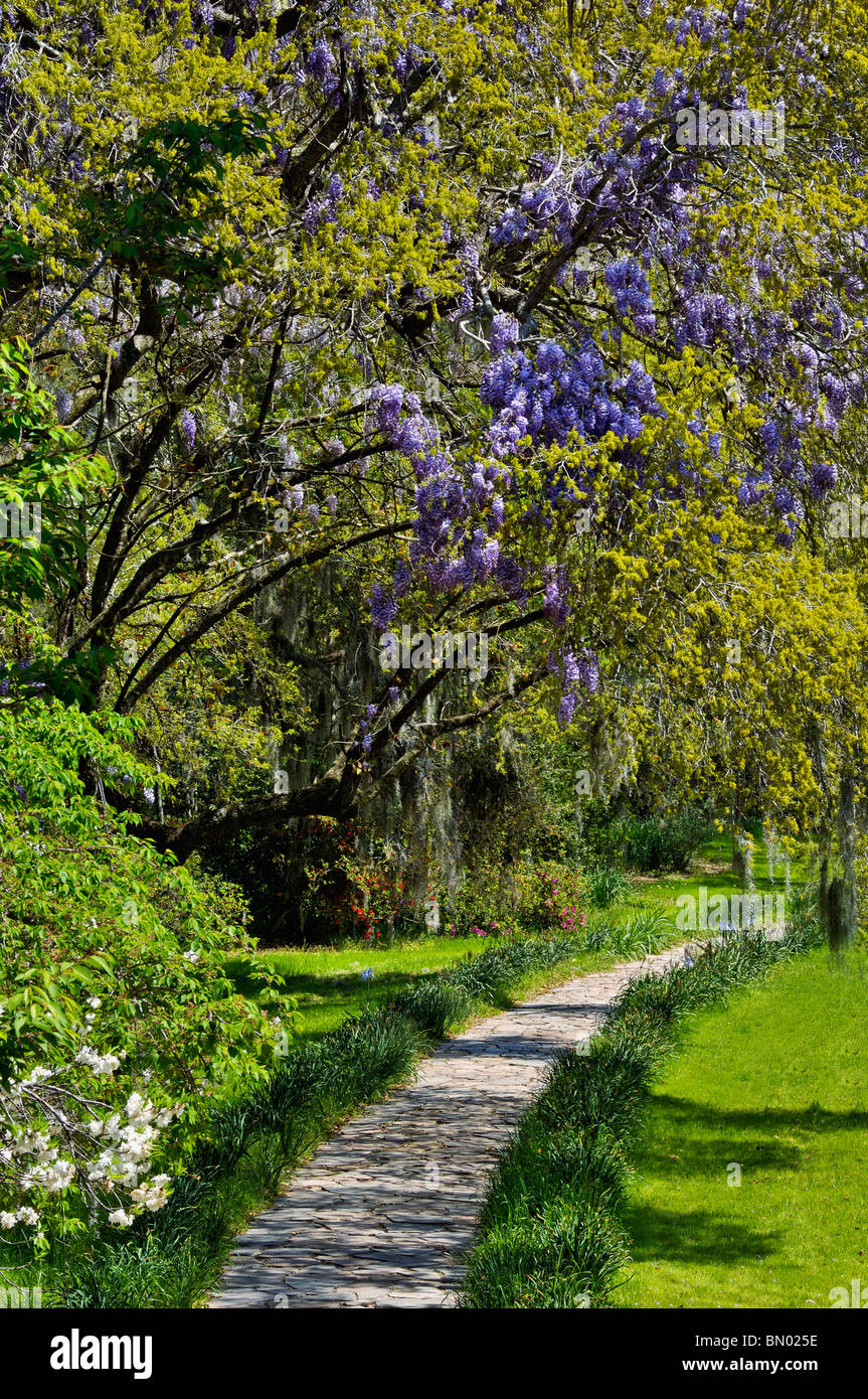 Pfad an, unter blühenden Glyzinien Magnolia Plantation and Gardens in Charleston County, South Carolina Stockfoto
