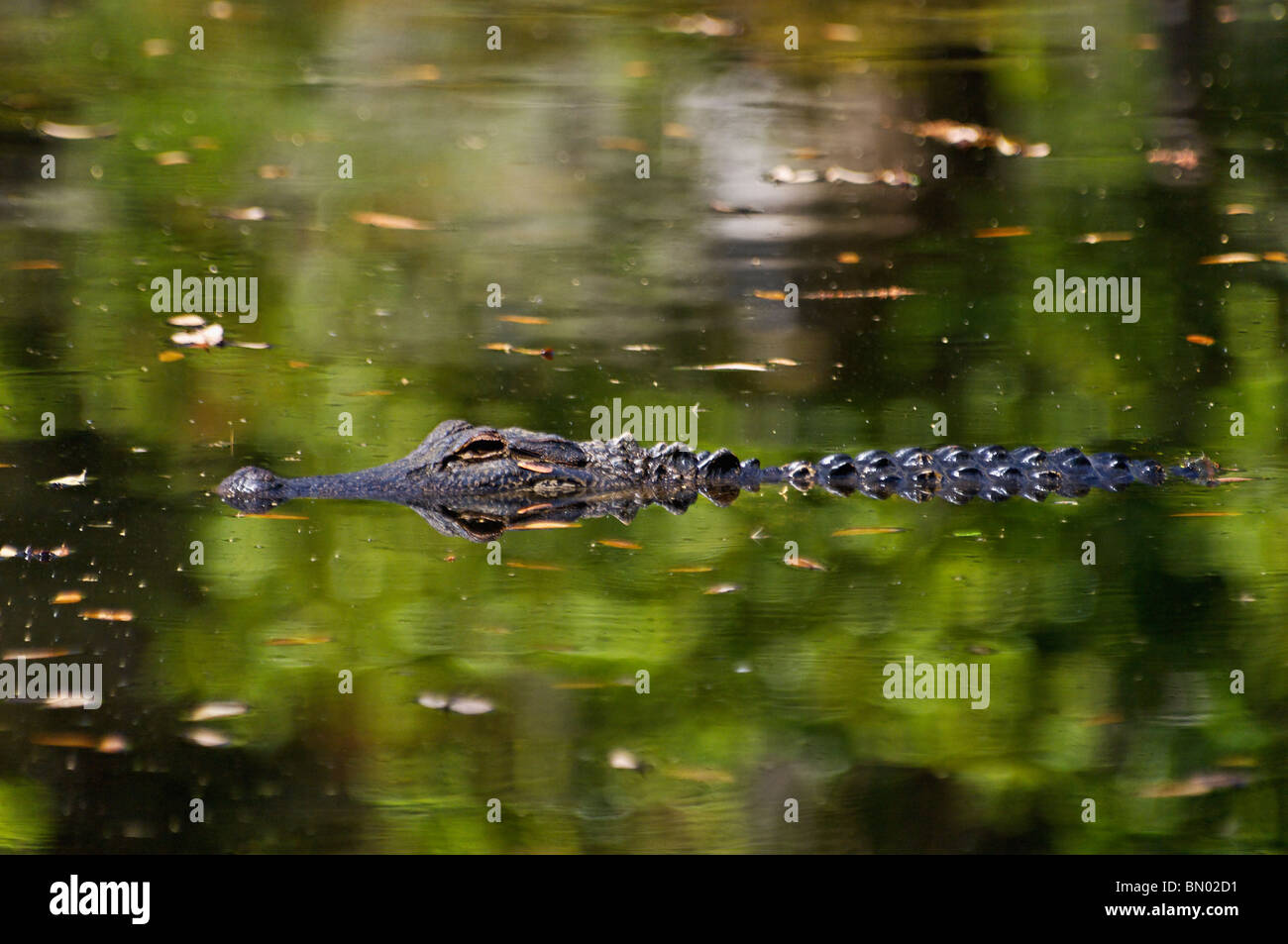 Amerikanischer Alligator Schwimmen im See im Magnolia Plantation in Charleston County, South Carolina Stockfoto