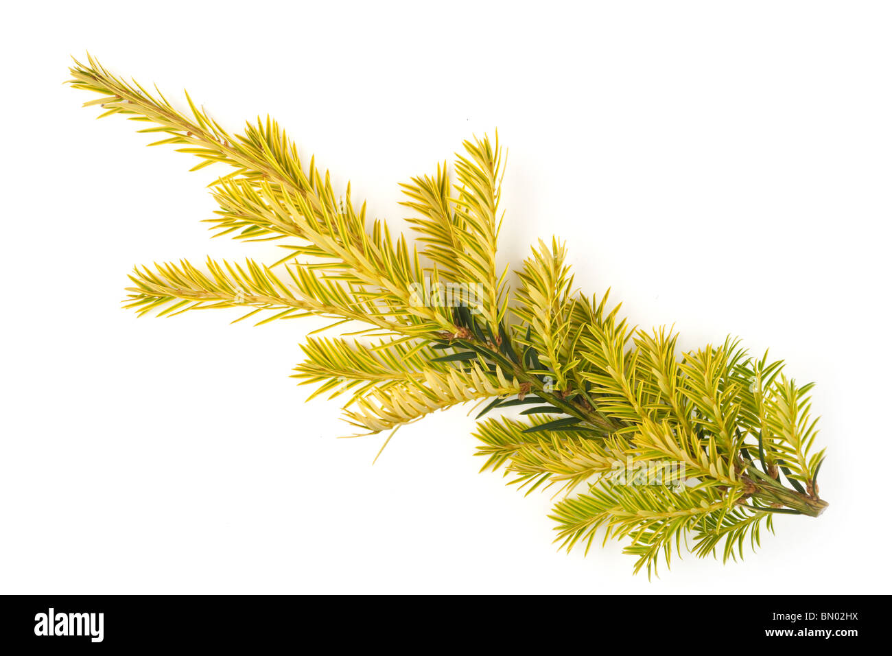 Eibe (Taxus Baccata) neues Wachstum der Bume sprieen aus Alter Zweig,  Oxfordshire, England, Juli Stockfotografie - Alamy