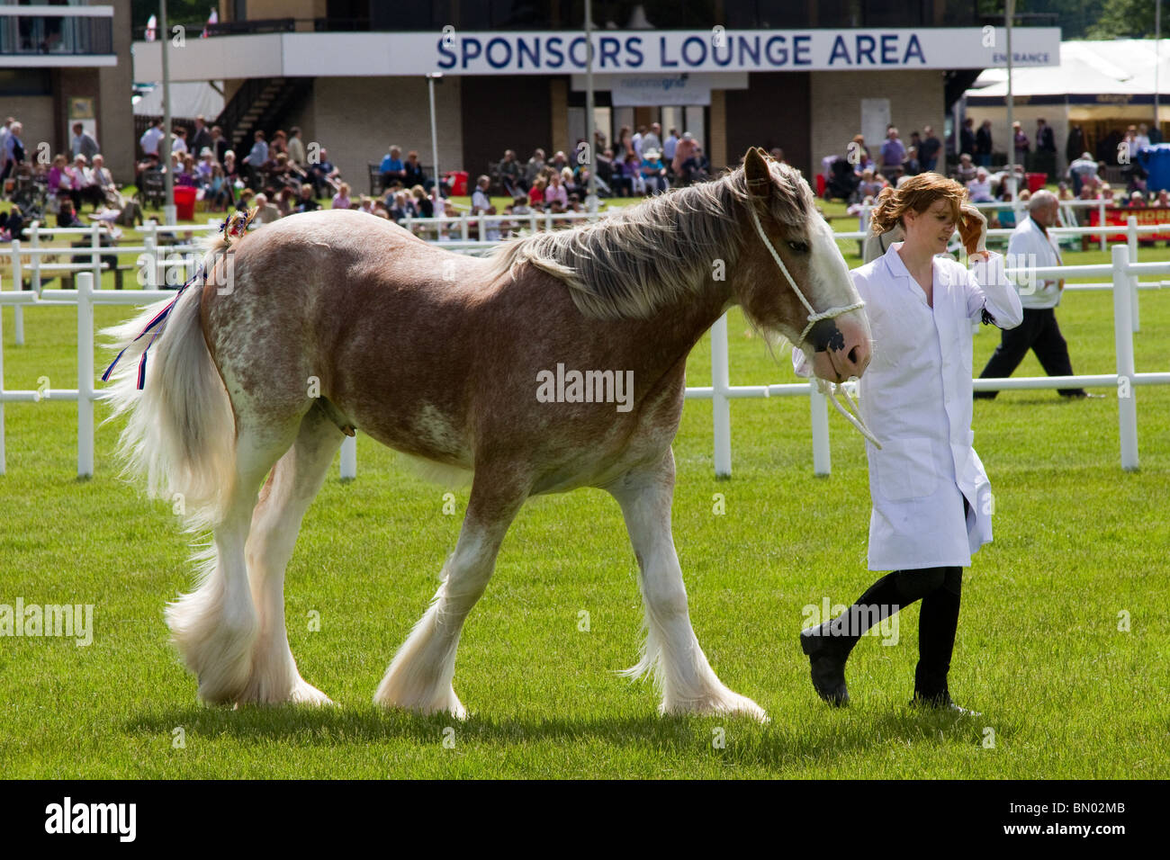 Young Clydesdale Shire Horse hengst in der Showground Arena auf der Royal Highland Show 2010   Heavy Horse Breed; Scottish Agricultural Society of Scotland, UK Stockfoto