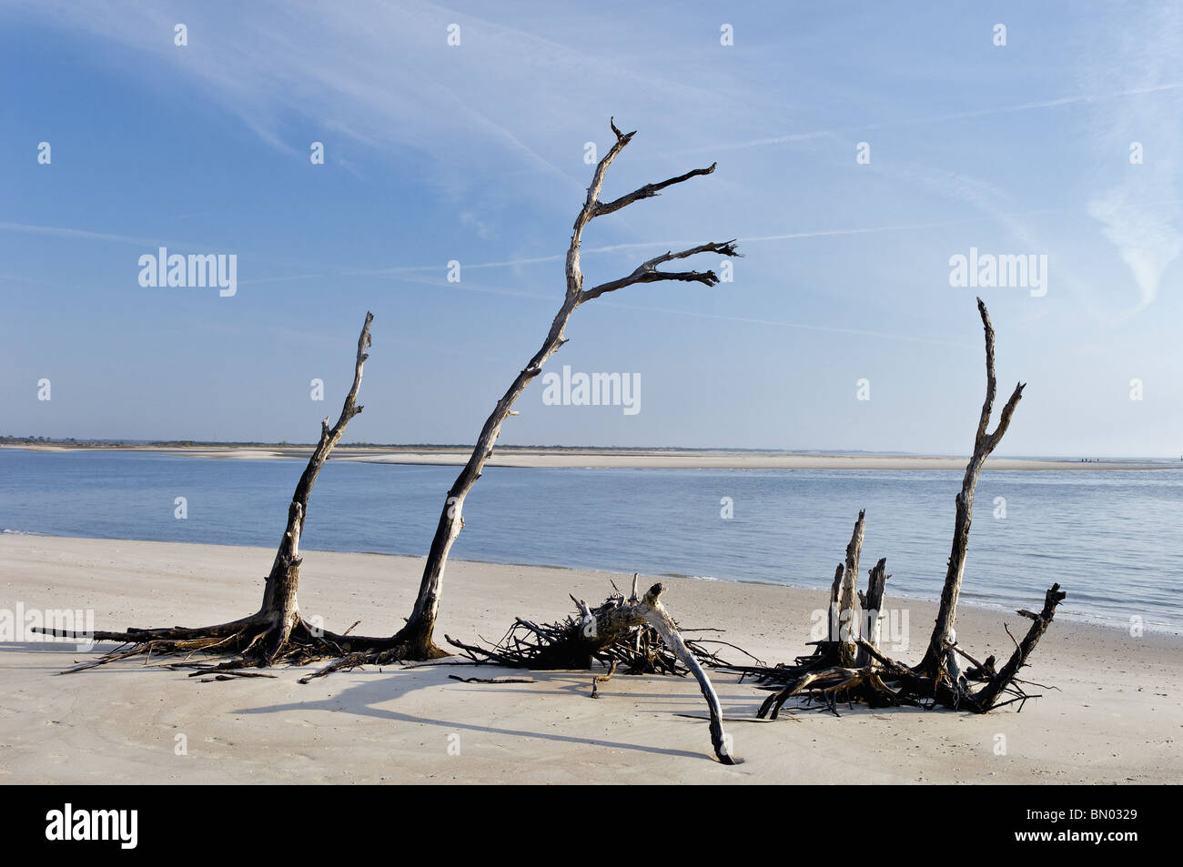 Tote Bäume auf Folly Beach in Charleston County, South Carolina Stockfoto