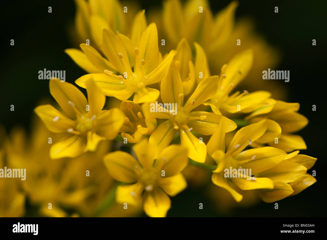 Allium Moly, goldene Knoblauch oder Lily Leek, blüht im späten Frühjahr Stockfoto