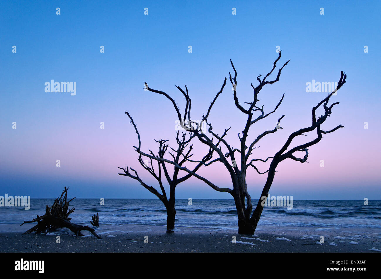 Toter Baum in der Dämmerung auf Talon auf Botany Bay auf Edisto Island in Charleston County, South Carolina Stockfoto