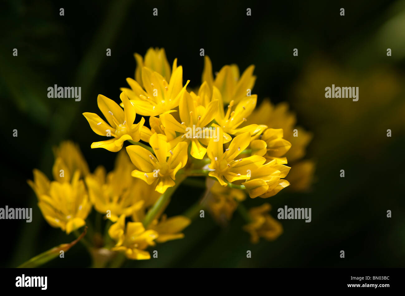 Allium Moly, goldene Knoblauch oder Lily Leek, blüht im späten Frühjahr Stockfoto