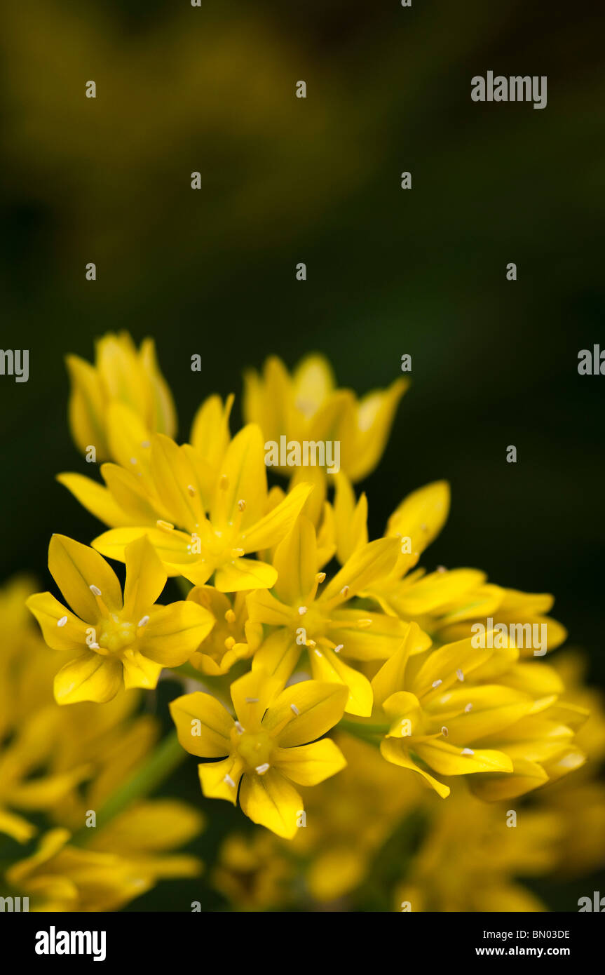 Allium Moly, goldene Knoblauch oder Lily Leek, blüht im späten Frühjahr Stockfoto