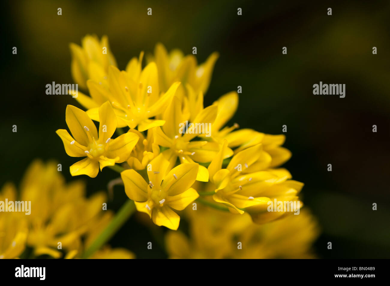 Allium Moly, goldene Knoblauch oder Lily Leek, blüht im späten Frühjahr Stockfoto