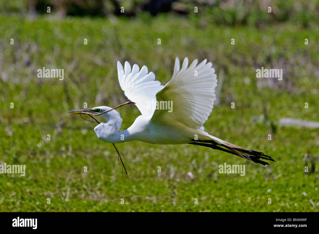 Großer Reiher fliegen mit Stick zurück zum Nest im Audubon Swamp Garten im Magnolia Plantation in South Carolina Stockfoto